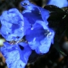 Pulmonaria Blaeus Meer - abriachan nurseries